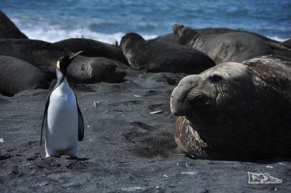 Pinguim rei e elefante-marinho macho parecem se medir em praia de Gold Harbour, na Geórgia do Sul